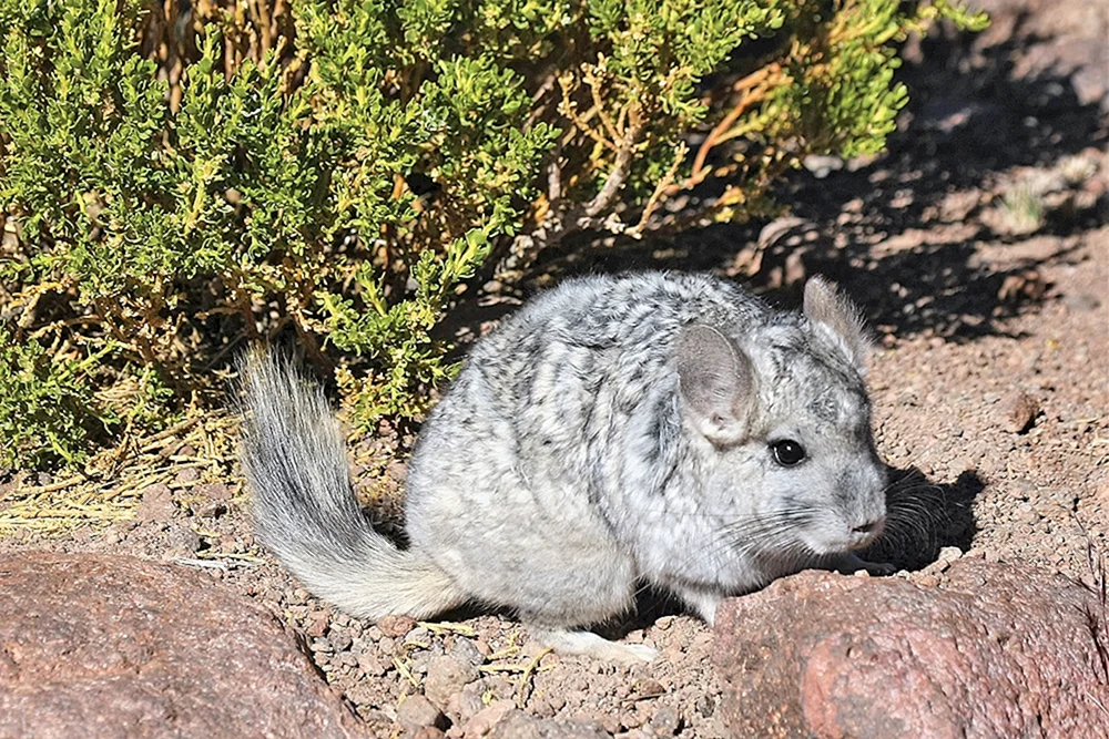 Kurzschwanzchinchilla