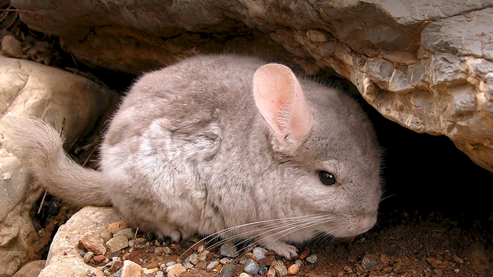 Kurzschwanzchinchilla