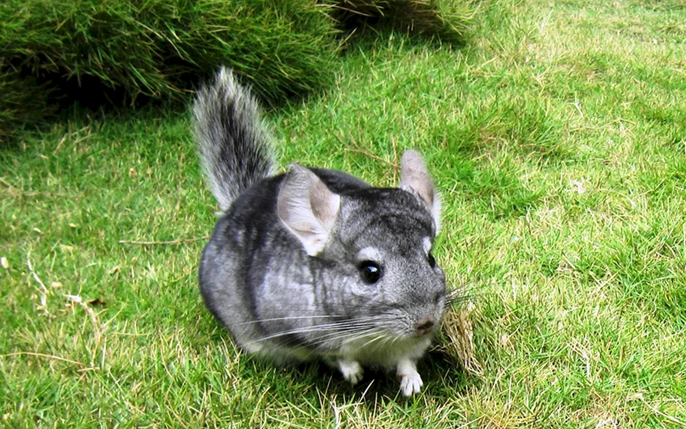 Kurzschwanzchinchilla. Chinchilla