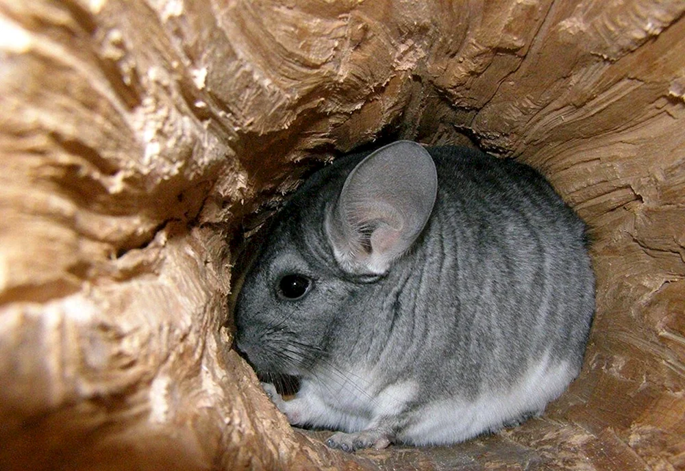 Wildchinchilla