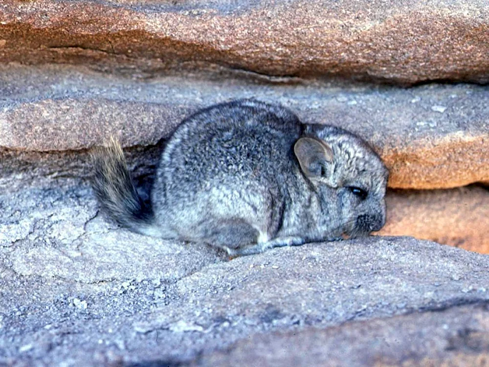 Chinchilla Südamerika. Amerika