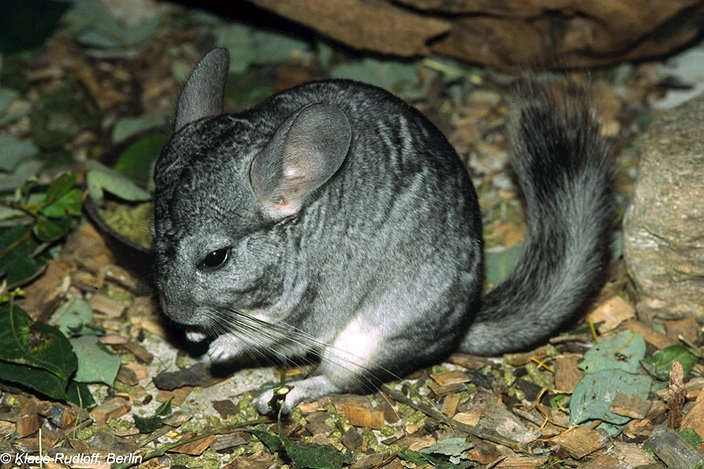 Kurzschwanzchinchilla