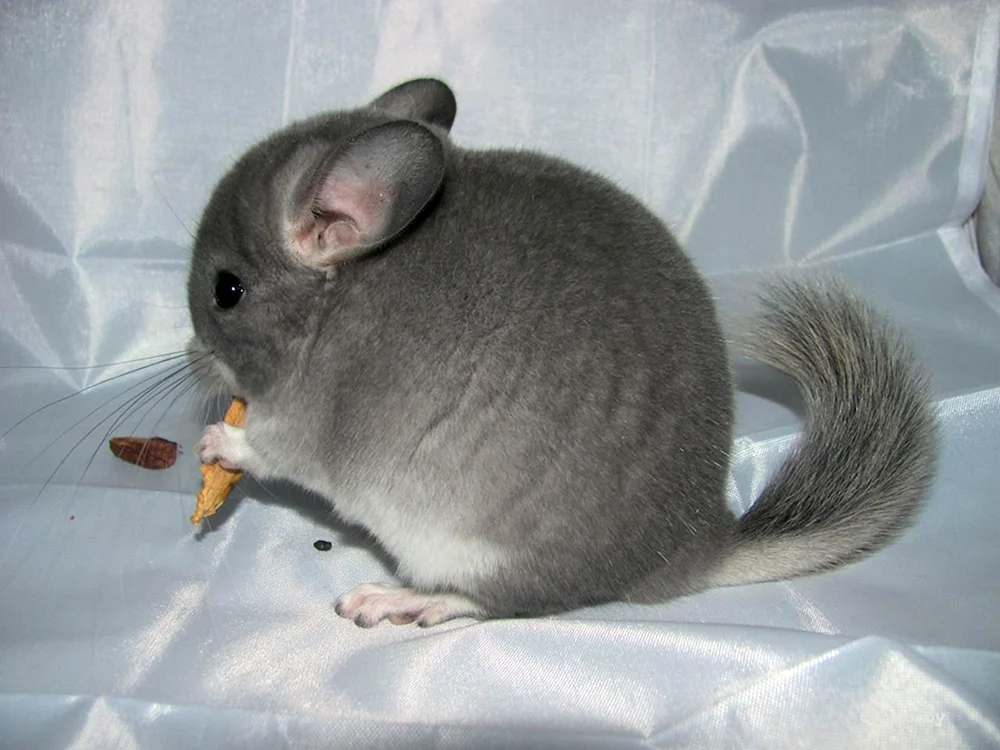 Shinchilla Wilson