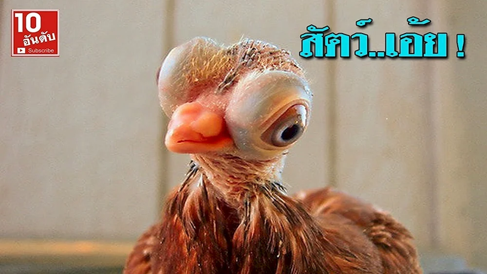 Chinesisches Haubenhuhn