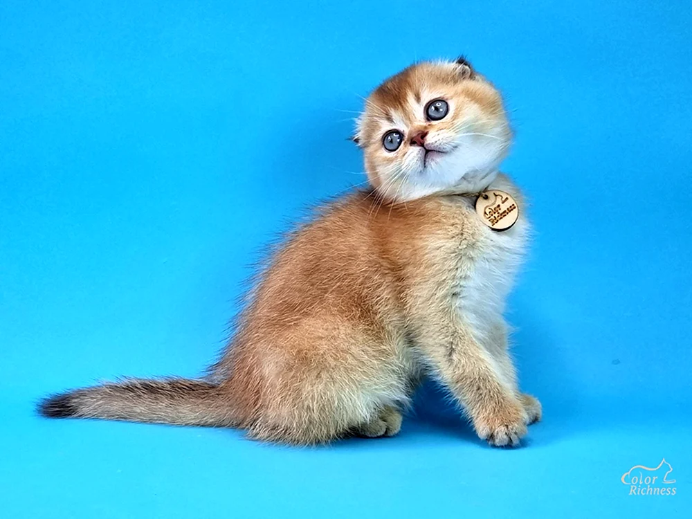Kurzhaarschopfkatze