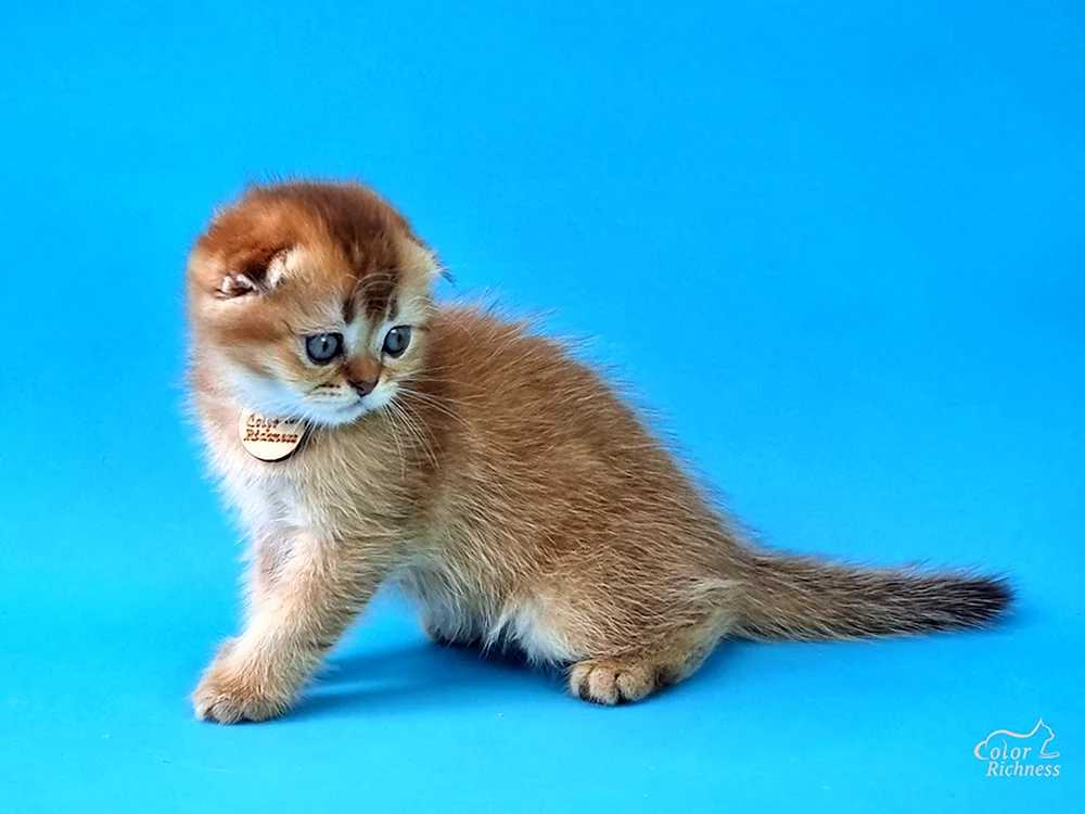 Kurzhaarschopfkatze