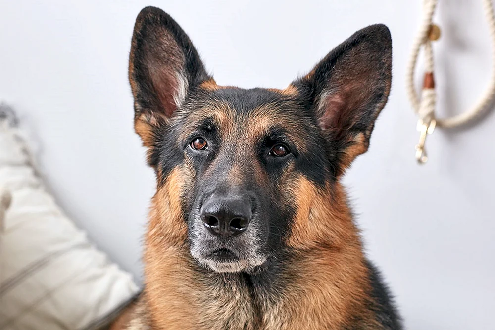 Kurz-haariger Schweizer Schäferhund Malinois