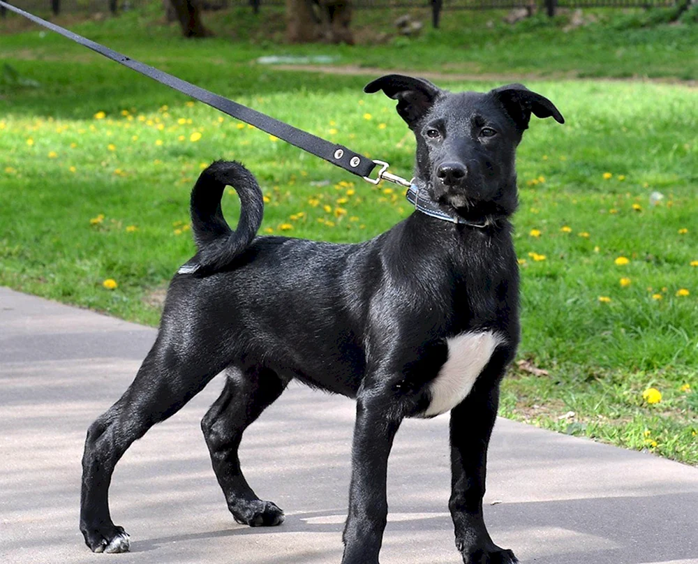 Kurzhaarige Hunde