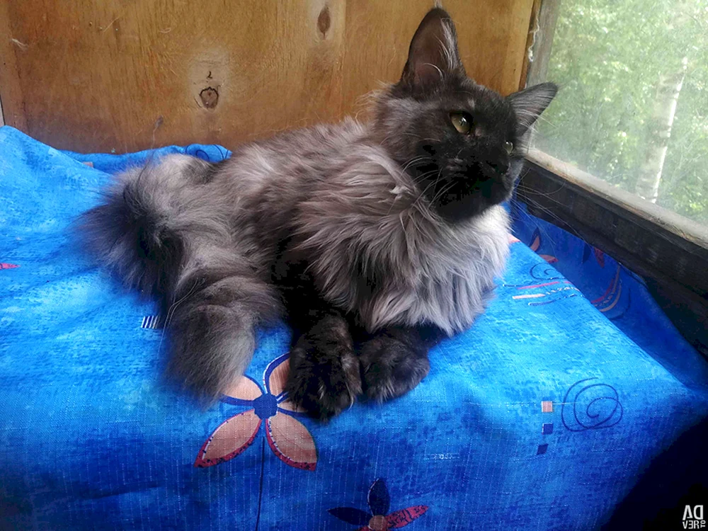 Maine Coon schwarz Solid