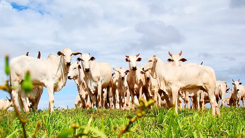 Kühe weidend auf der Wiese