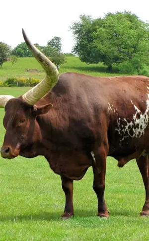 Watusi Horny Kuh Kentus Büffel Texas Longhorns Stier Haustiere Stier Watusi Kuh Gaur banteng kuprei Brauner Hochland Stier Brauner Hochland Stier Woolen Stier Texas Longhorns Stier Woolen Stier Horns Stier. Tiere