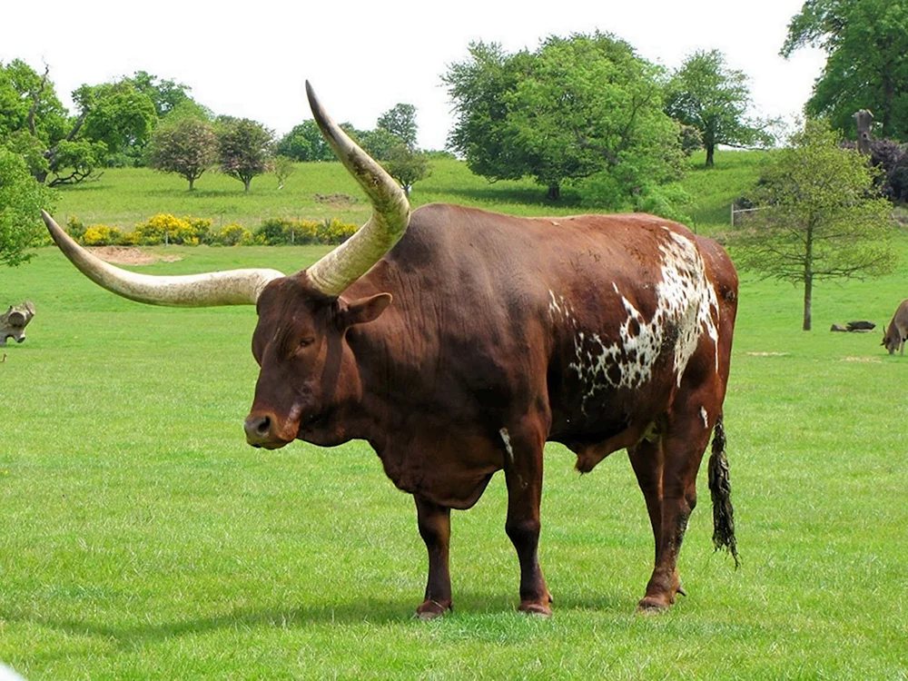 Watusi Horny Kuh Kentus Büffel Texas Longhorns Stier Haustiere Stier Watusi Kuh Gaur banteng kuprei Brauner Hochland Stier Brauner Hochland Stier Woolen Stier Texas Longhorns Stier Woolen Stier Horns Stier. Tiere