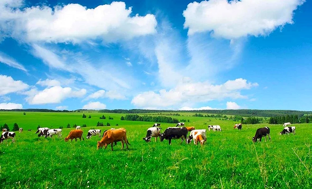 Kuhflecken auf der Wiese pastorale Agrarlandschaft