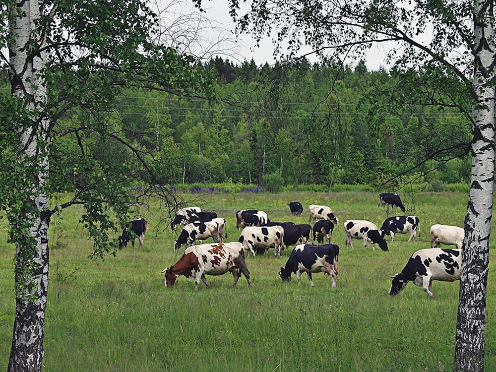 Kühe Kühe weidend