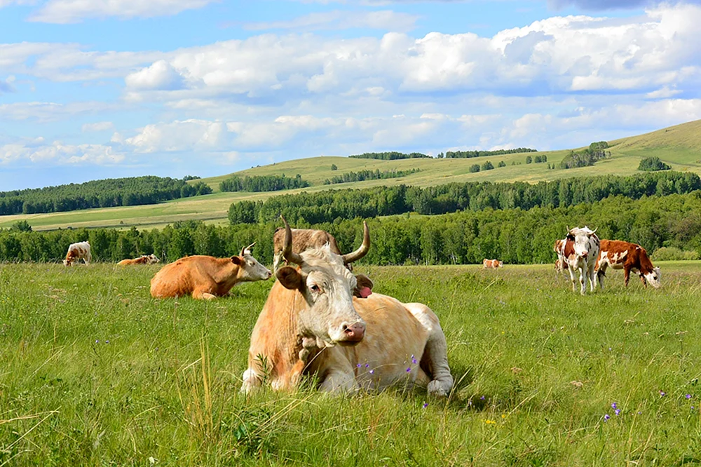 Lugovo Weidelandschaft