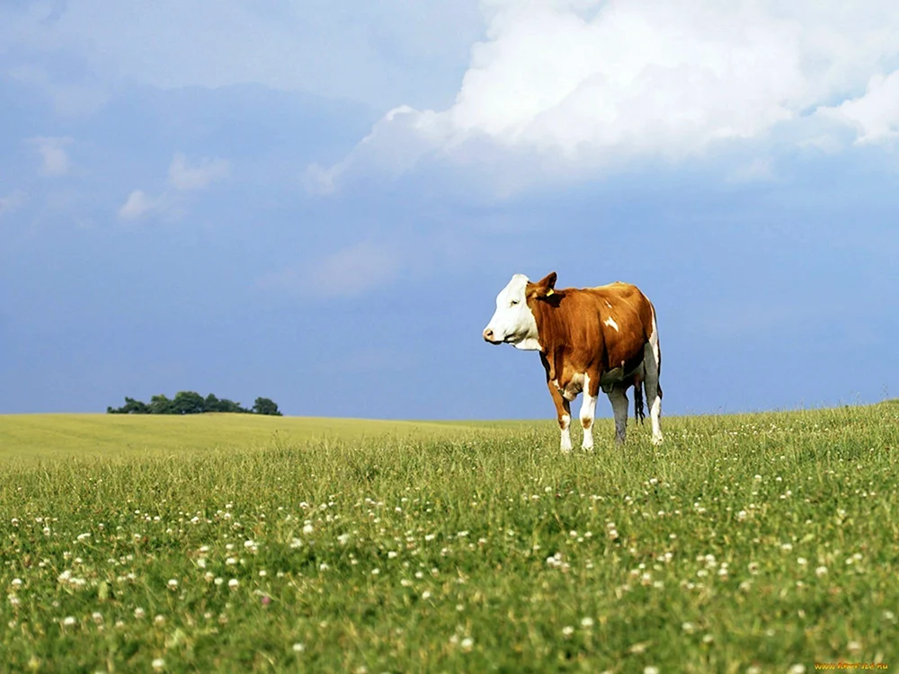 Kühe auf der Wiese auf einem Feld