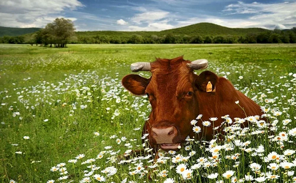Wiese mit Kühen