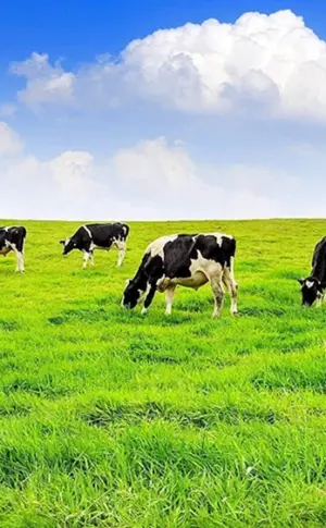 Kühe auf dem Feld