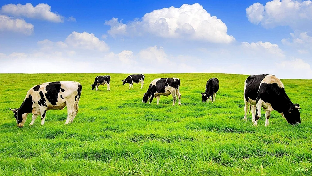 Kühe auf dem Feld