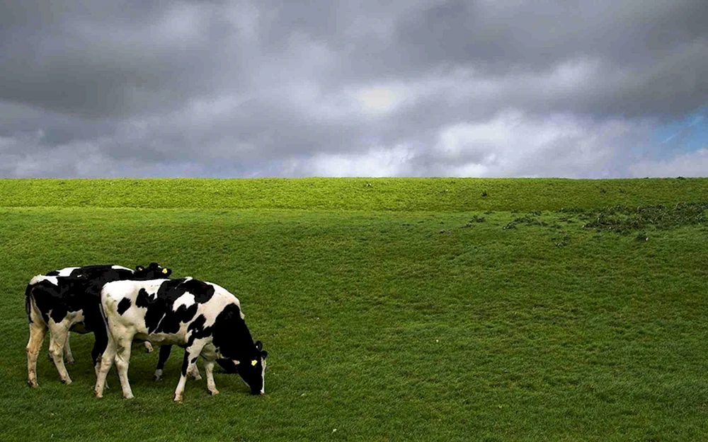 Kühe auf dem Feld