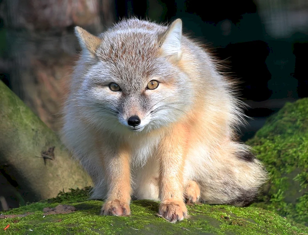 Korsak Sibirischer Fuchs Korsak
