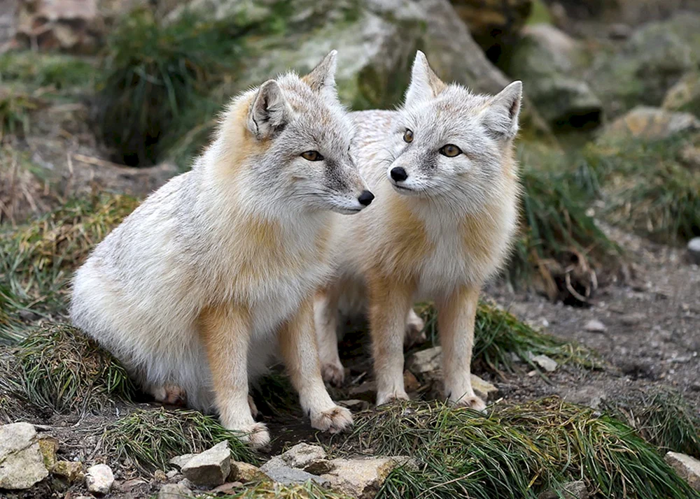 Korsak. Fuchsfamilie Korsak