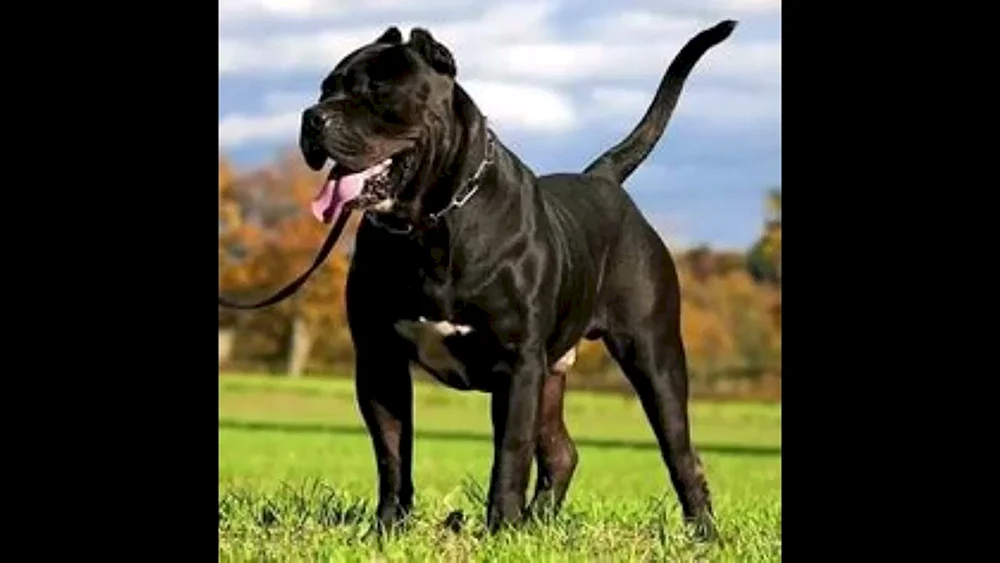 Corso Canario