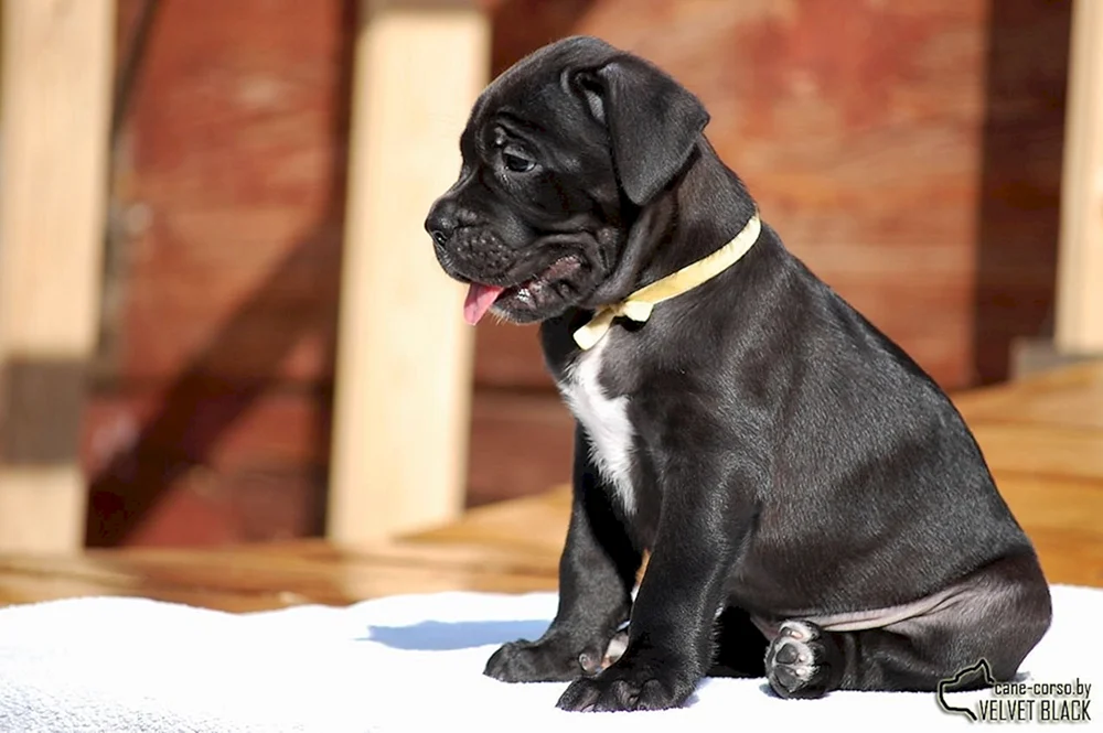 Blue Cane Corso Foto
