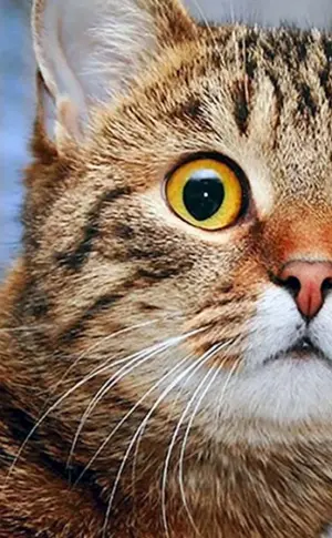 Katzen