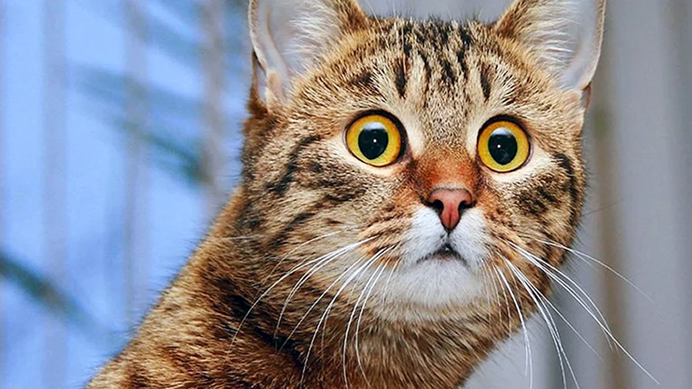Katzen
