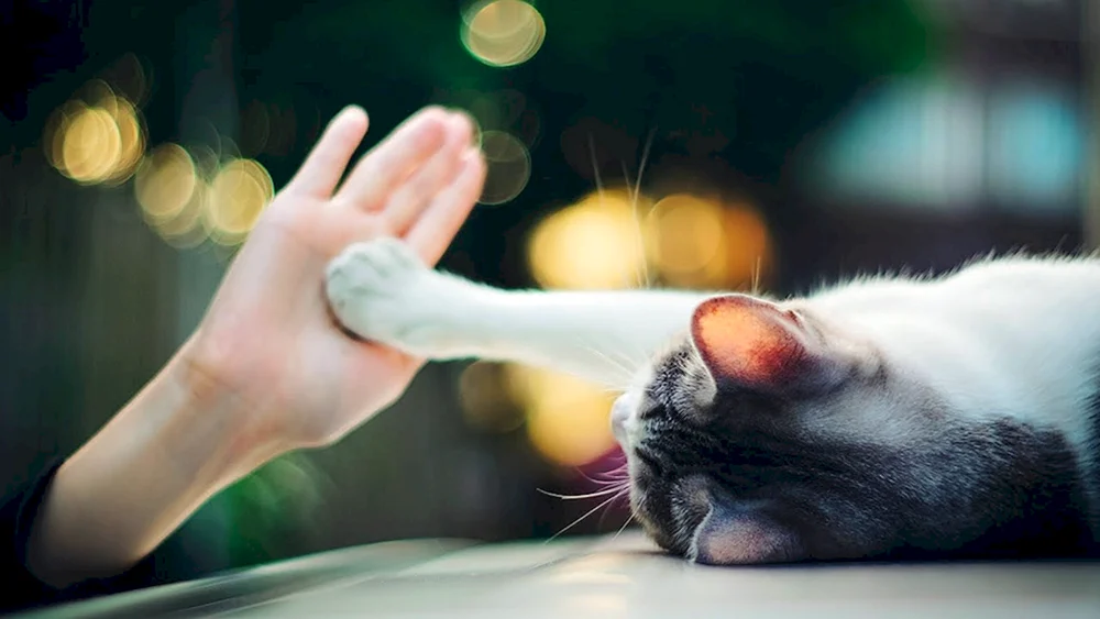 Katzenpfote