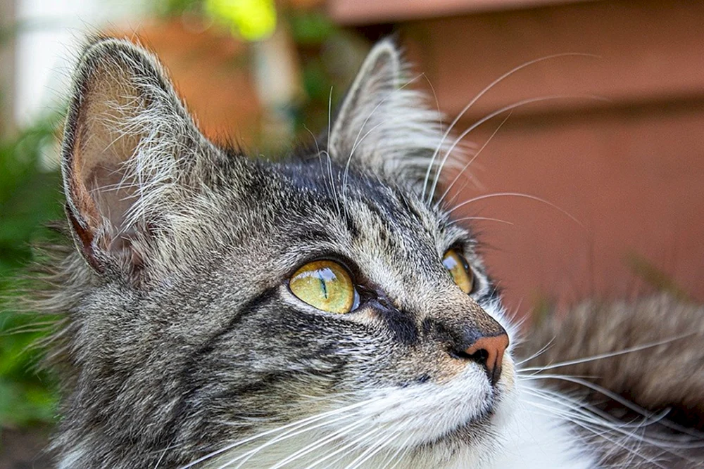 Katzenohren