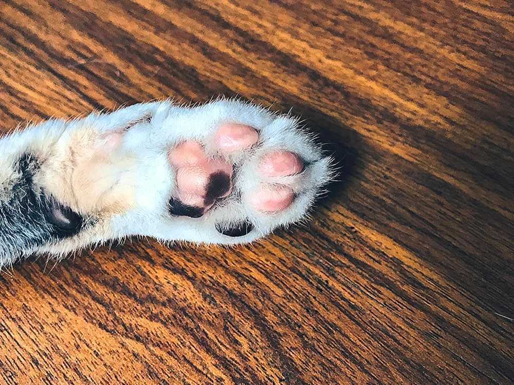 Katzenballen