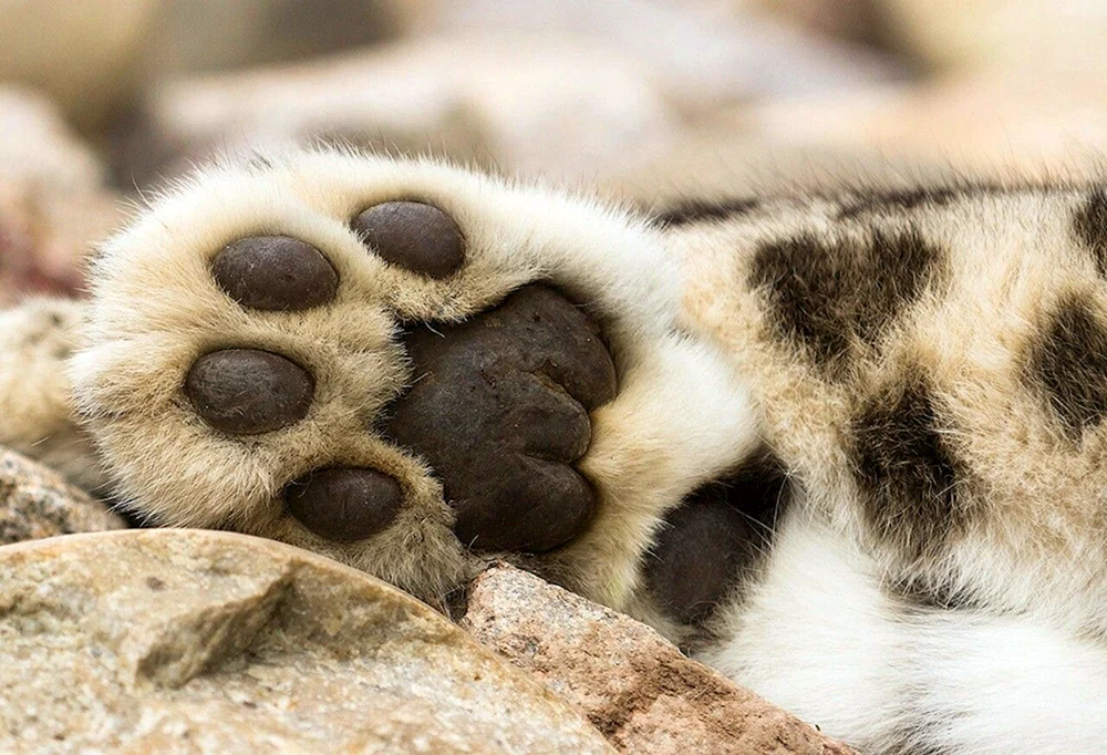Katzenpfote