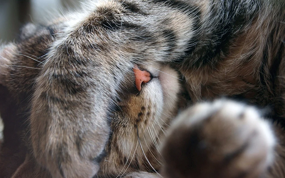 Katzenpfote an der Hand