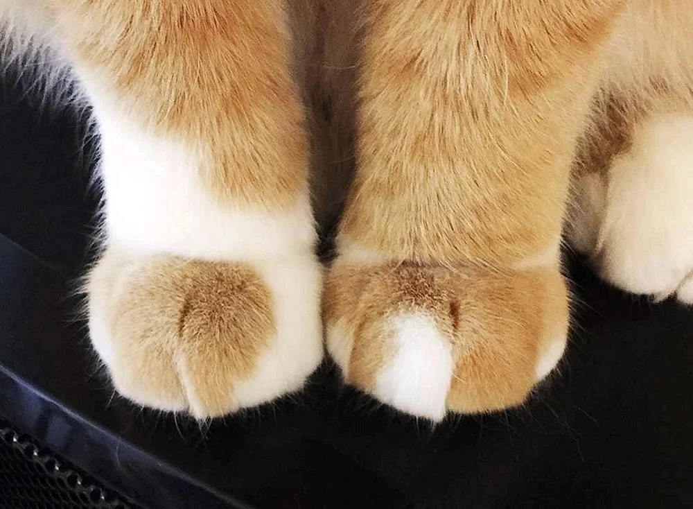 Katzenpfote mit Krallen