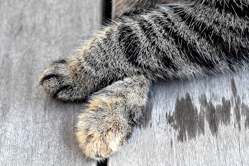 Katzenpfoten