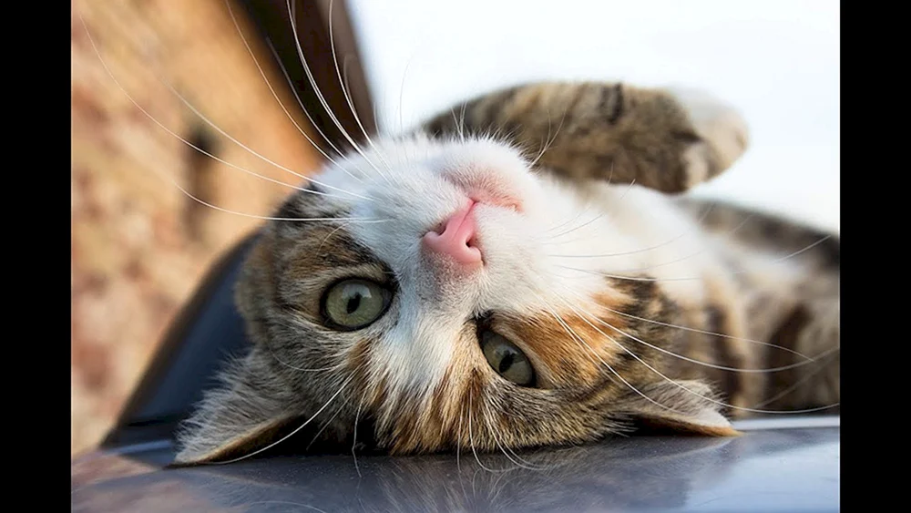 Katzengesicht