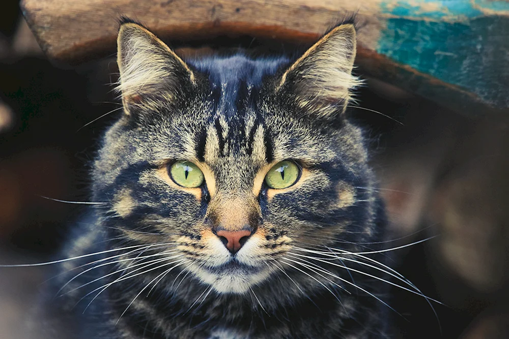 Süße Katzen