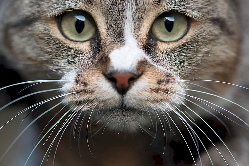 Katzengesicht