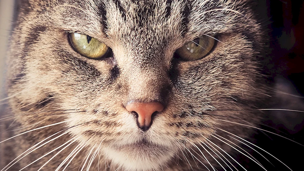 Europäisch Kurzhaar grau gestreifte Katzengesicht