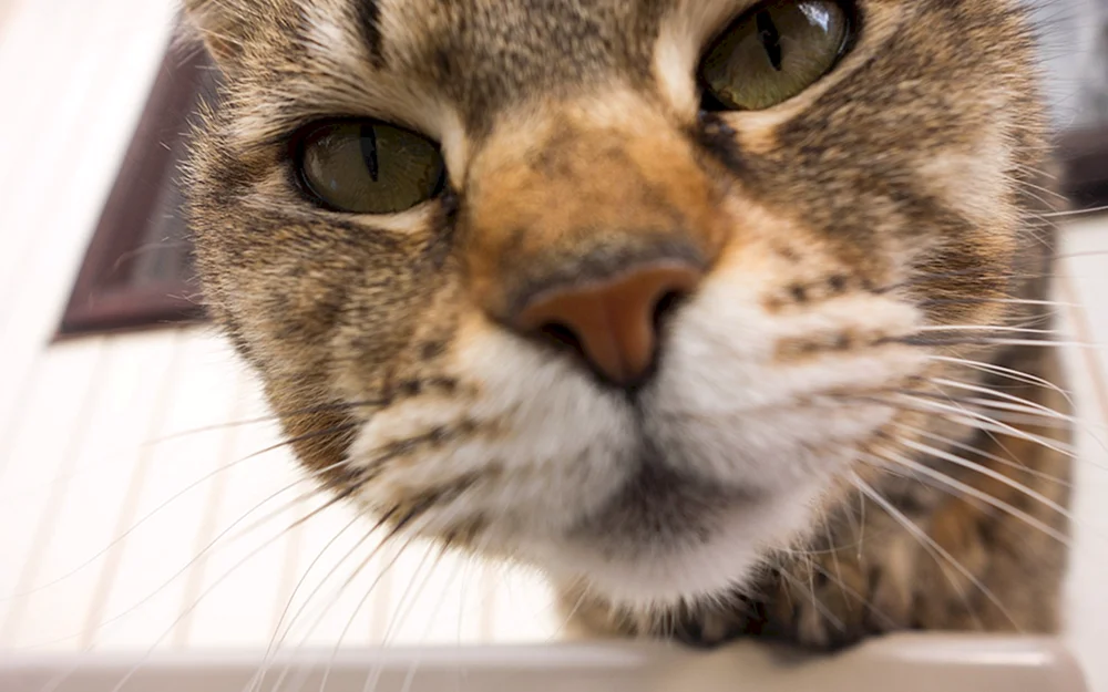 Schöne Katzen