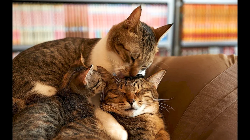 Süße britische Katzen