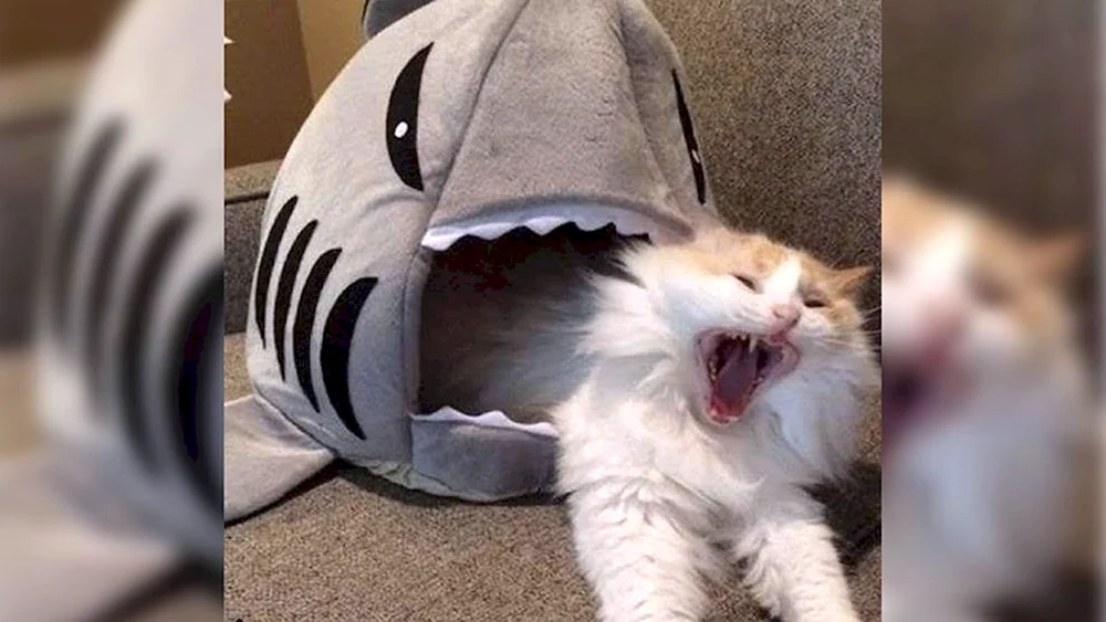 Katze lustige Katzen