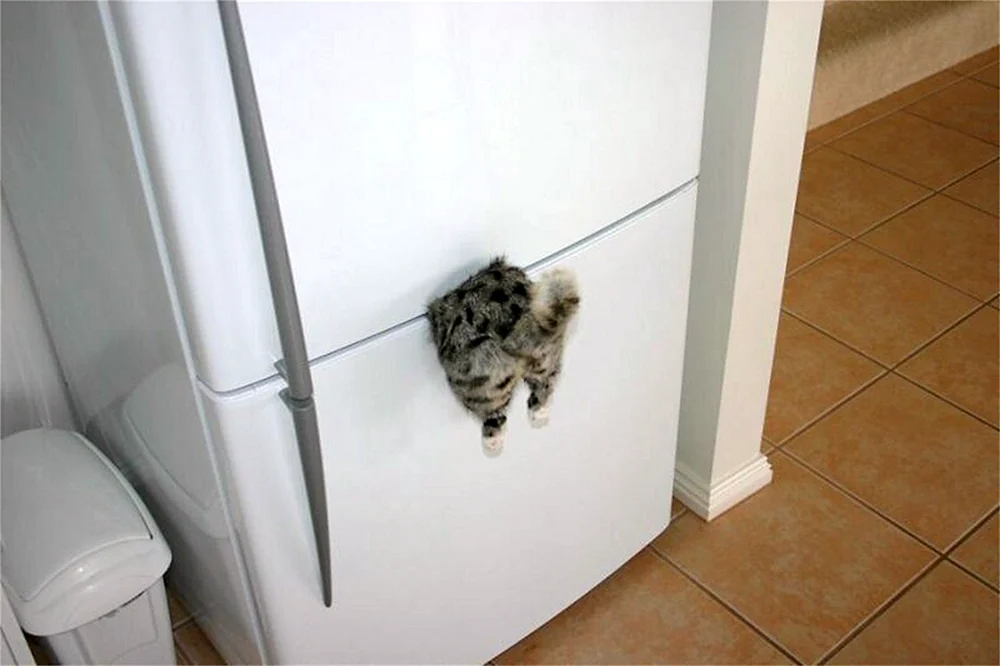 Katzenkühlschrank