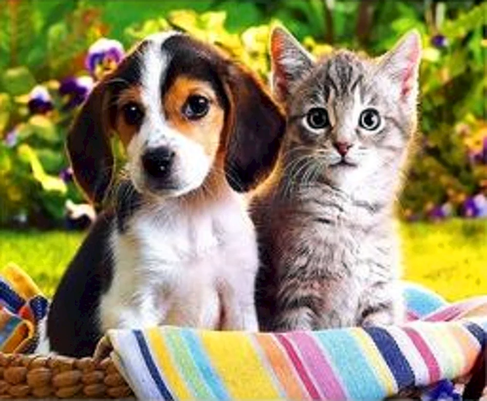 Hunde