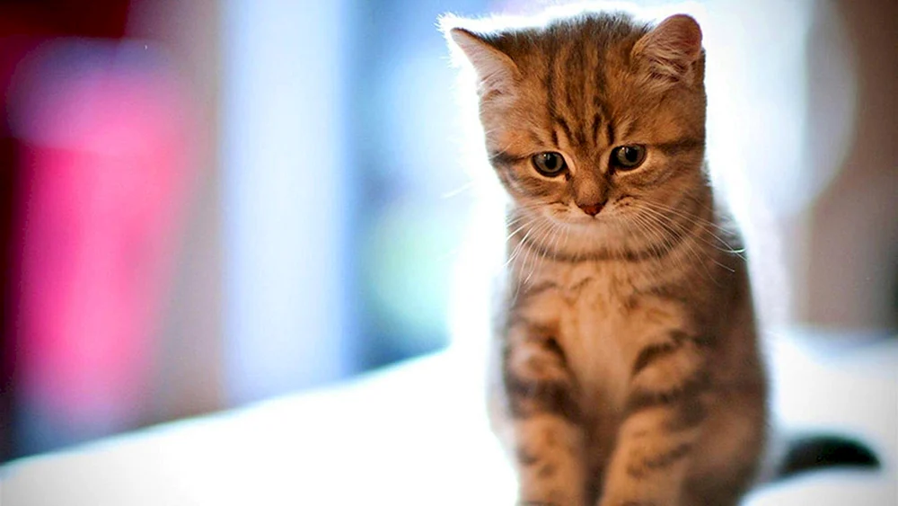 Süße Katzen