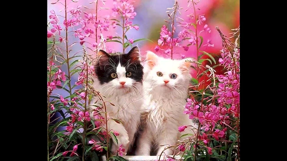 Katze in Blumen