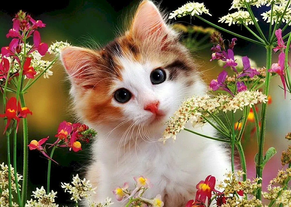 Katze in Blumen