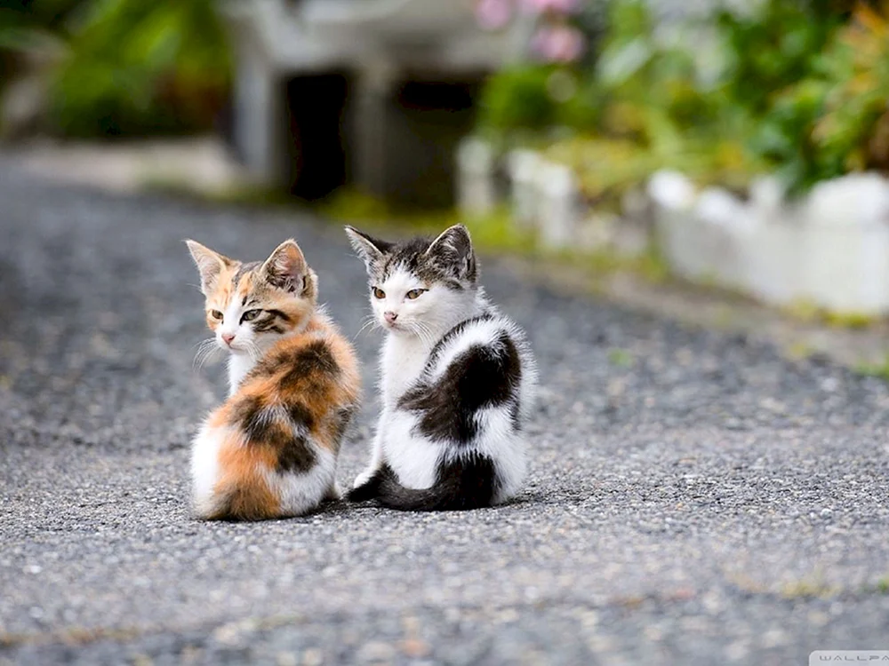 Graue flauschige Katze